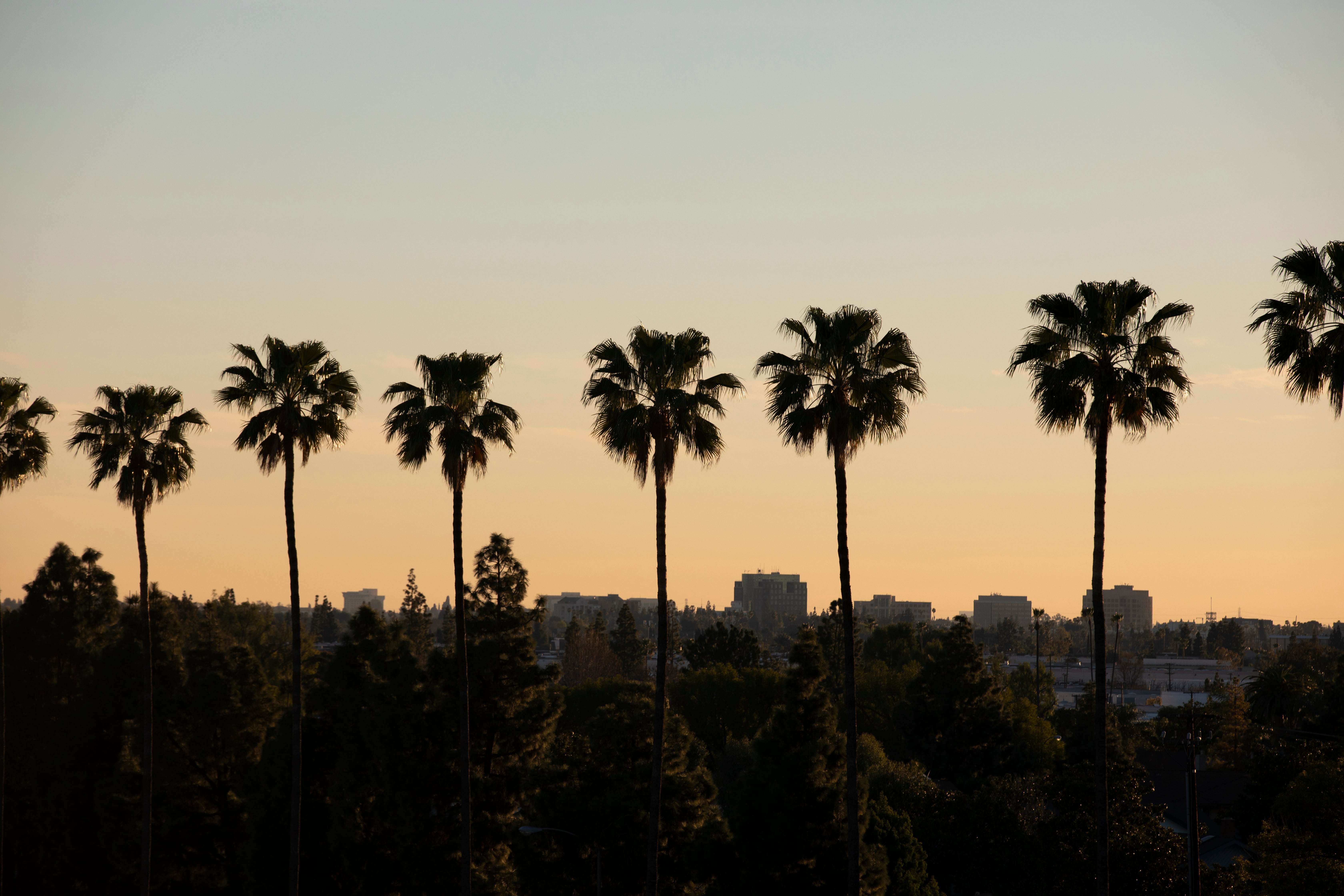 Sunset over Anaheim, CA skyline with palm trees