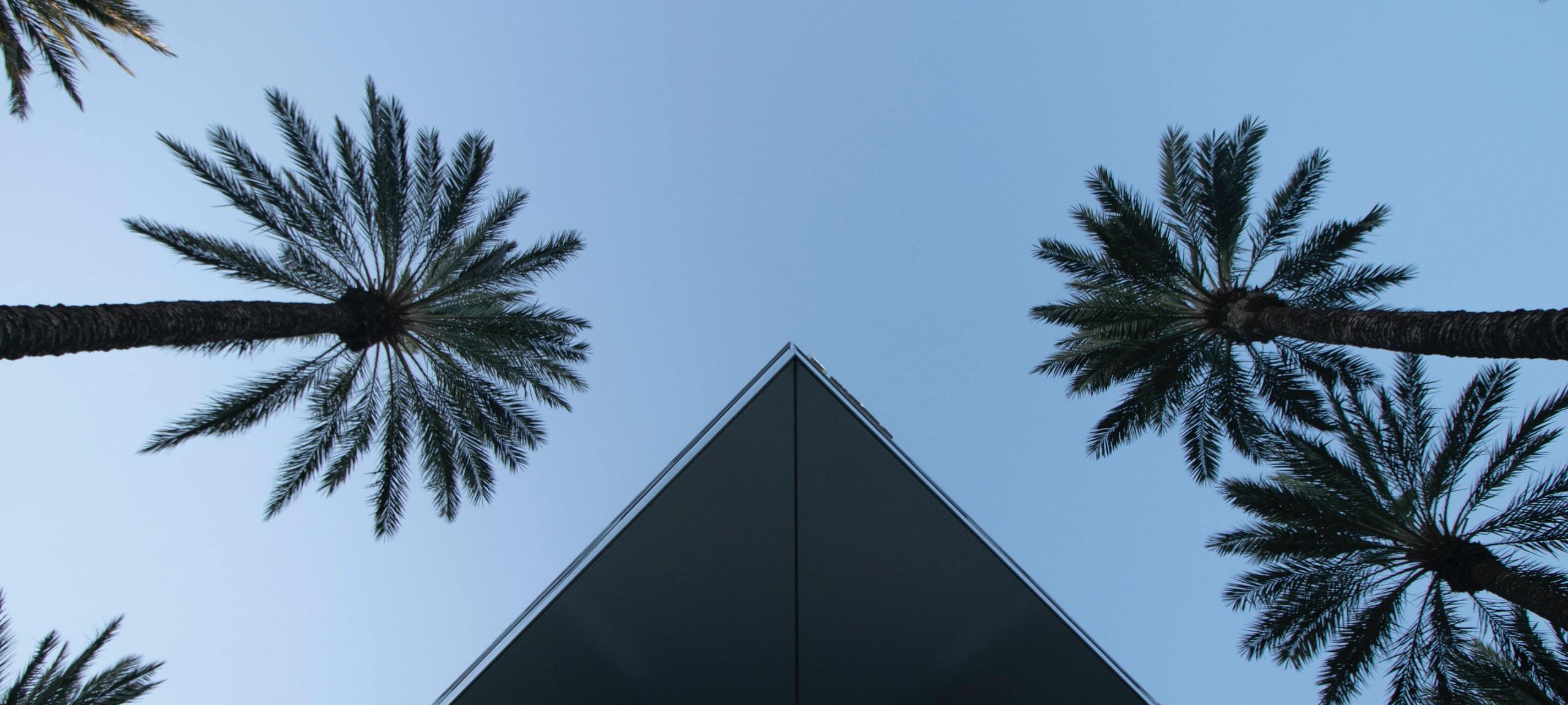 Upwards silhouette of building and palm trees in Irvine