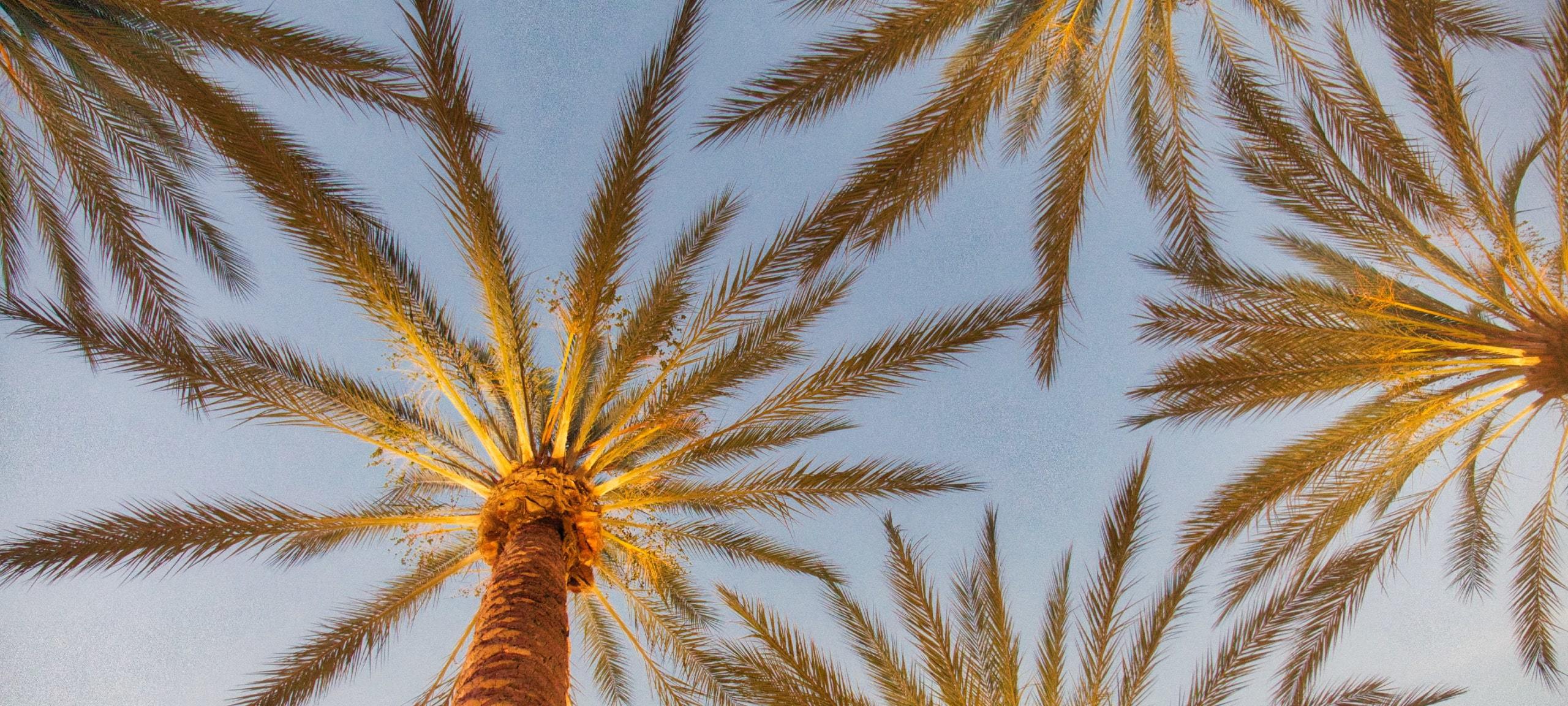 Upwards view of Irvine, CA palm trees